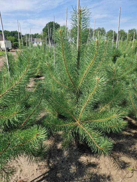Waldkiefer - Pinus sylvestris 125/150 cm