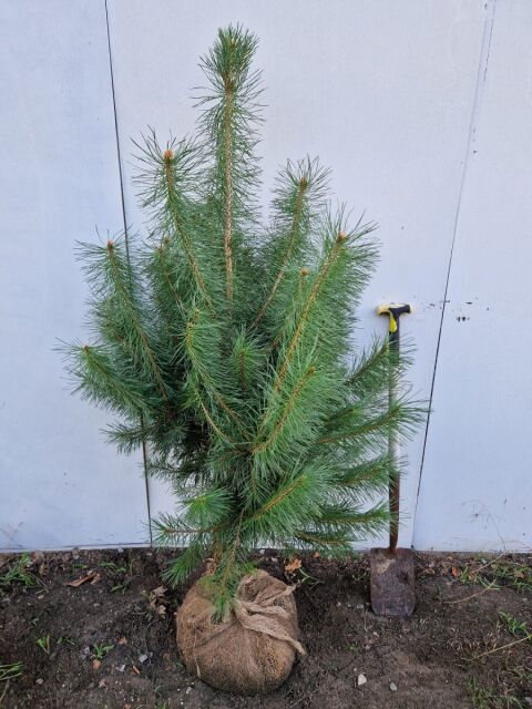 Waldkiefer - Pinus sylvestris 125/150 cm