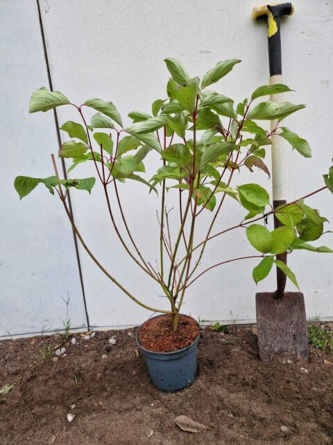 Purpur Hartriegel 40/50 cm Topf