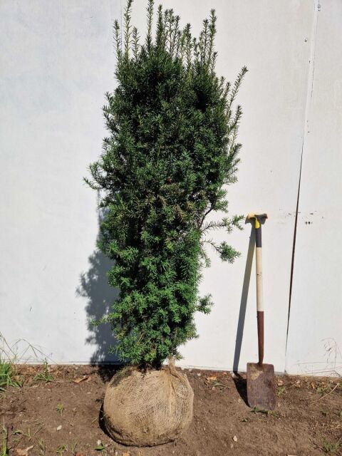 Taxus media Hicksii 160/180 cm