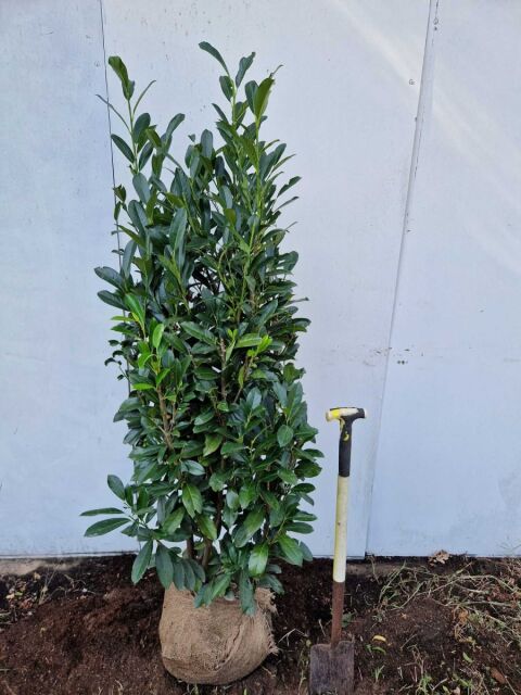 Kirschlorbeer Elly 160/180 cm