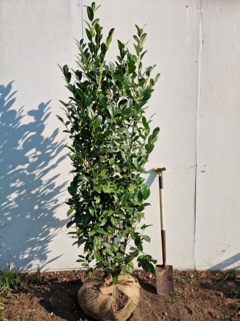 Kirschlorbeer Obelisk 180/200 cm