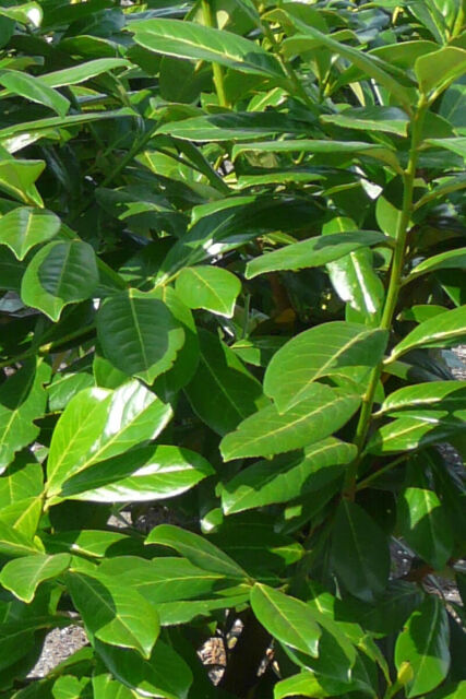 Kirschlorbeer Rotundifolia 40/60 cm Topf
