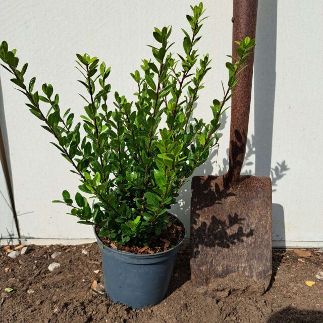 Ilex crenata Caroline Upright 25/30 cm Topf