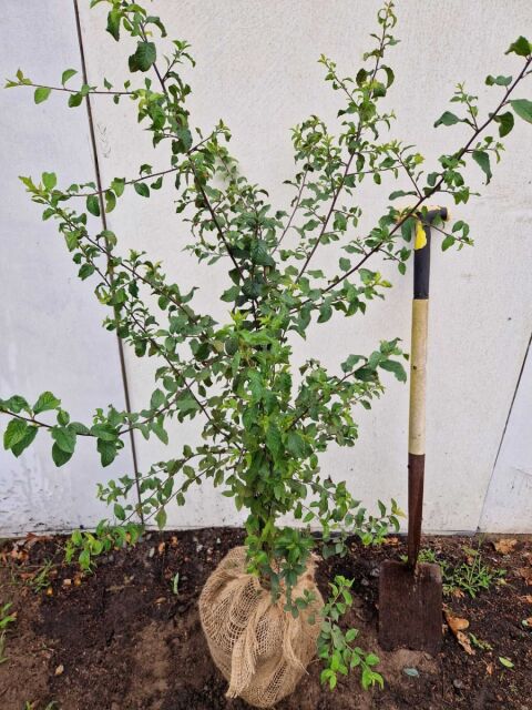 Schlehdorn 60/80 cm