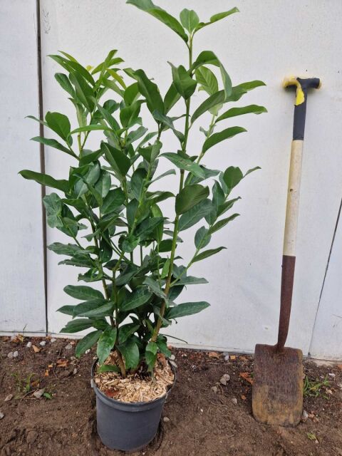 Kirschlorbeer Genolia 80/+ cm Topf