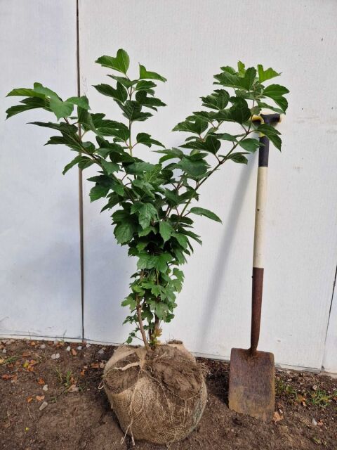 Gemeiner Schneeball - Viburnum opulus 80/100 cm