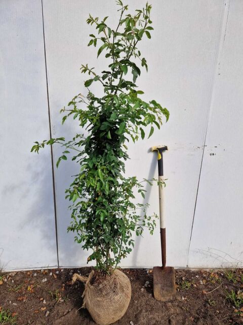 Hundsrose 125/150 cm
