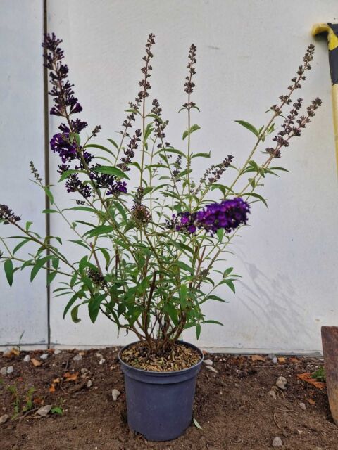 Sommerflieder - Buddleja davidii 'Black Knight' 40/60 cm Topf