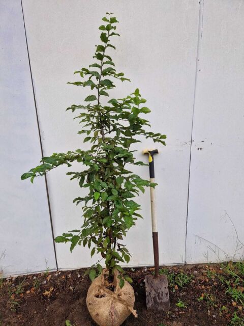 Carpinus betulus 120/140 cm Ballenware
