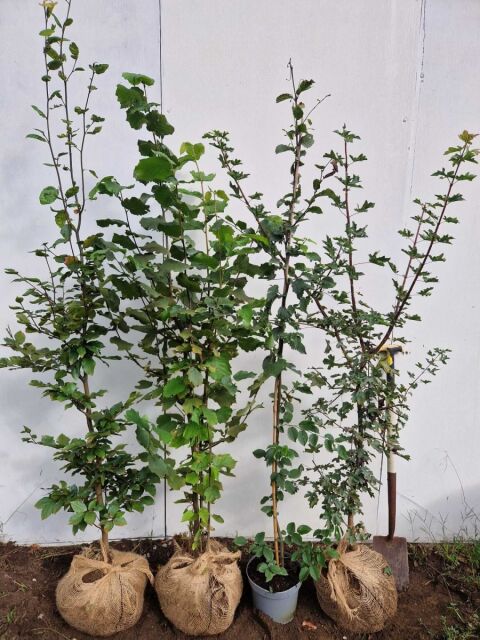 Gemischte heimische Hecke 140/160 cm - Rotbuche, Hasel, Hainbuche und Feldahorn