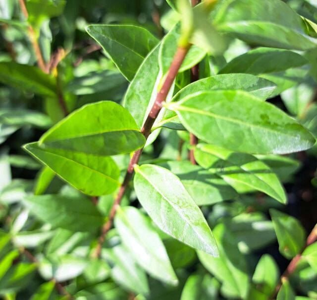 Ligustrum vulgare 80/100 cm Wurzelware
