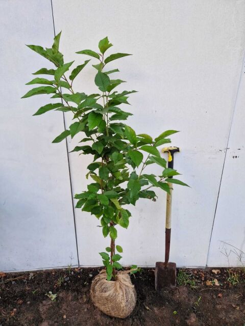 Vogelkirsche - Prunus avium 120/140 cm
