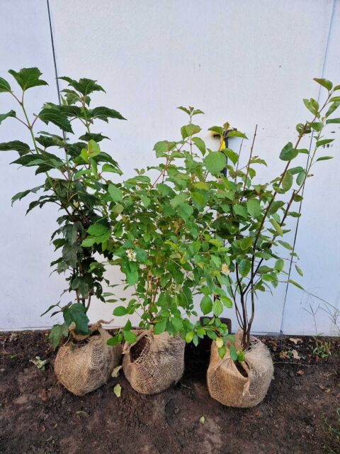 Gemischte Saisonshecke 75/100 cm: Gemeiner Schneeball, Hartriegel Midwinter Fire, Kupfer-Felsenbirne