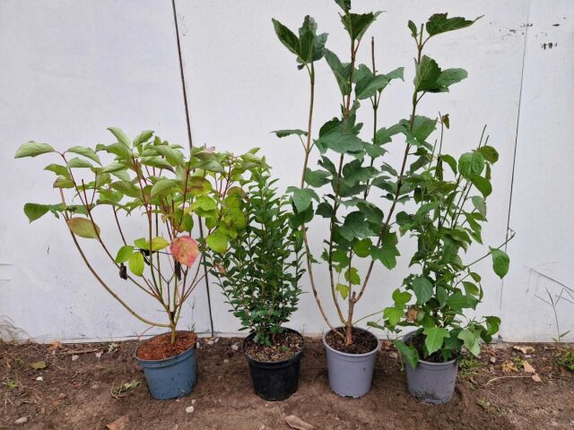 Naturnahe Mischhecke 50/75 cm: Purpur Hartriegel, Liguster, Gemeiner Schneeball und Roter Hartriegel