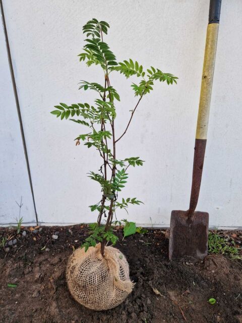 Eberesche - Sorbus aucuparia 60/80 cm