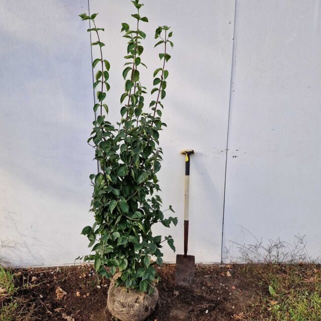 Kornelkirsche - Cornus mas 140/160 cm