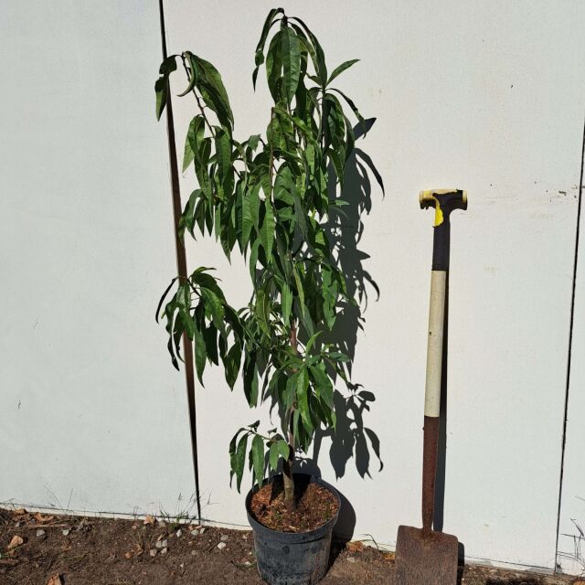 Pfirsichbaum Avalon Pride 125/150 cm 
