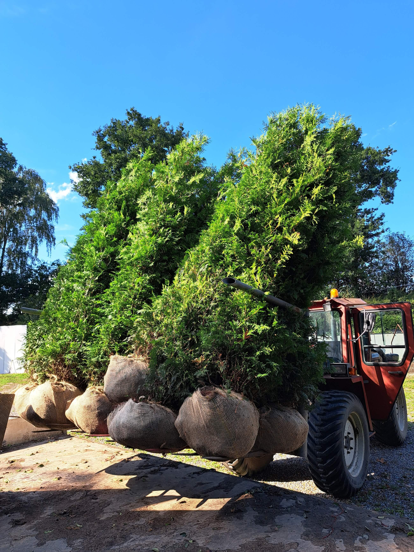 Große Konifere Thuja Brabant 260-280 cm