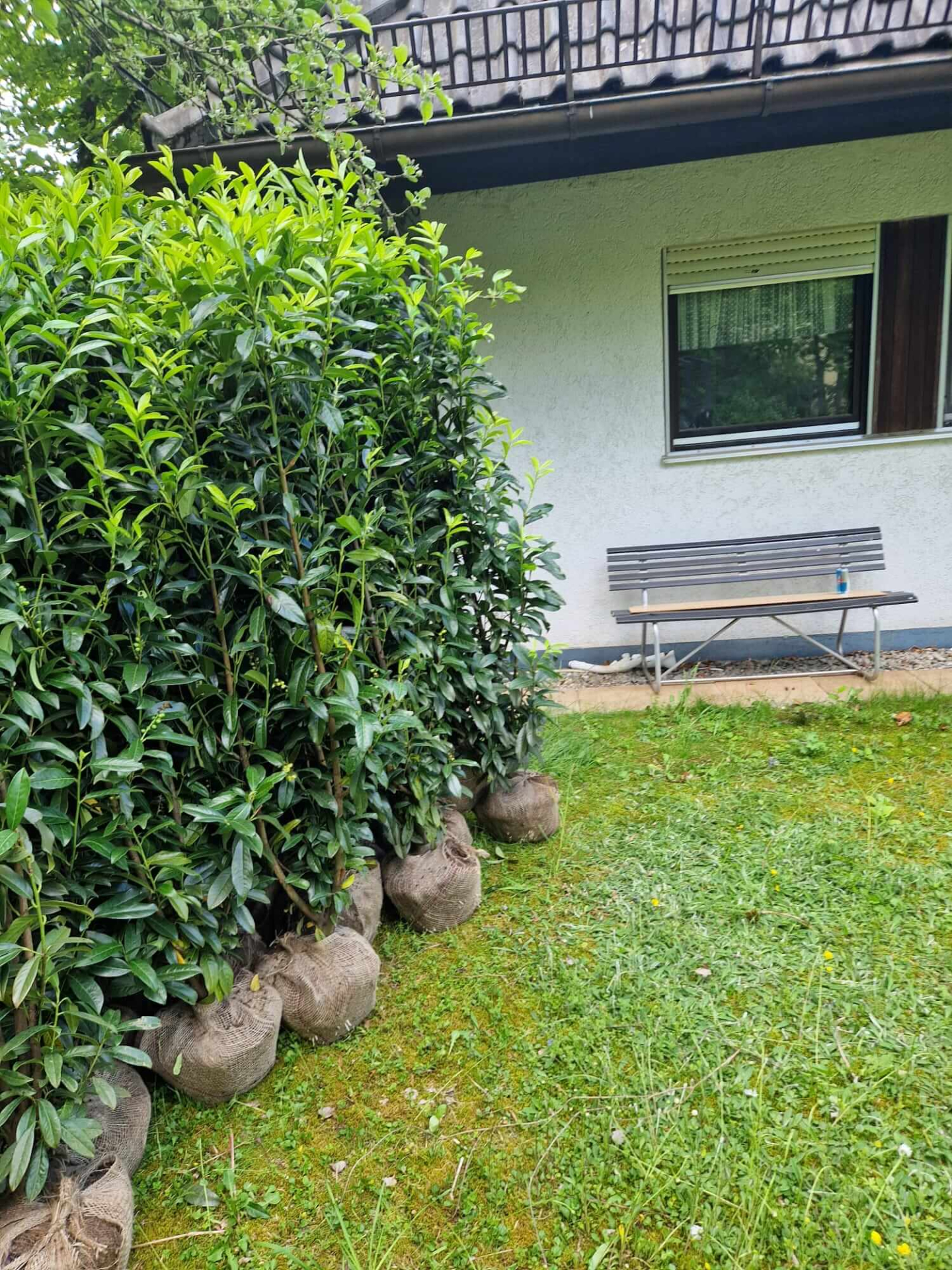 Lieferung Lorbeerkirsche Genolia 160-180 cm