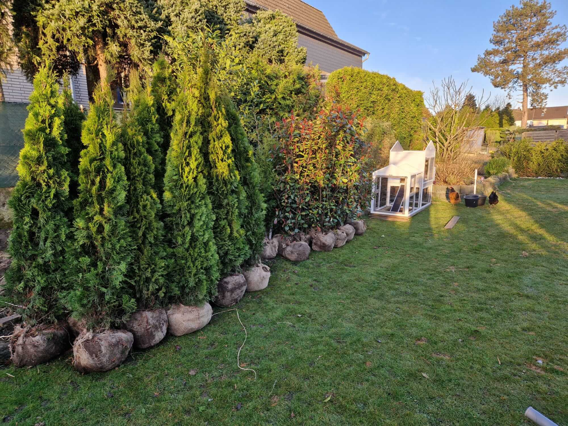 Thuja occ. Smaragd und Glanzmispel -Photinia Red Robin