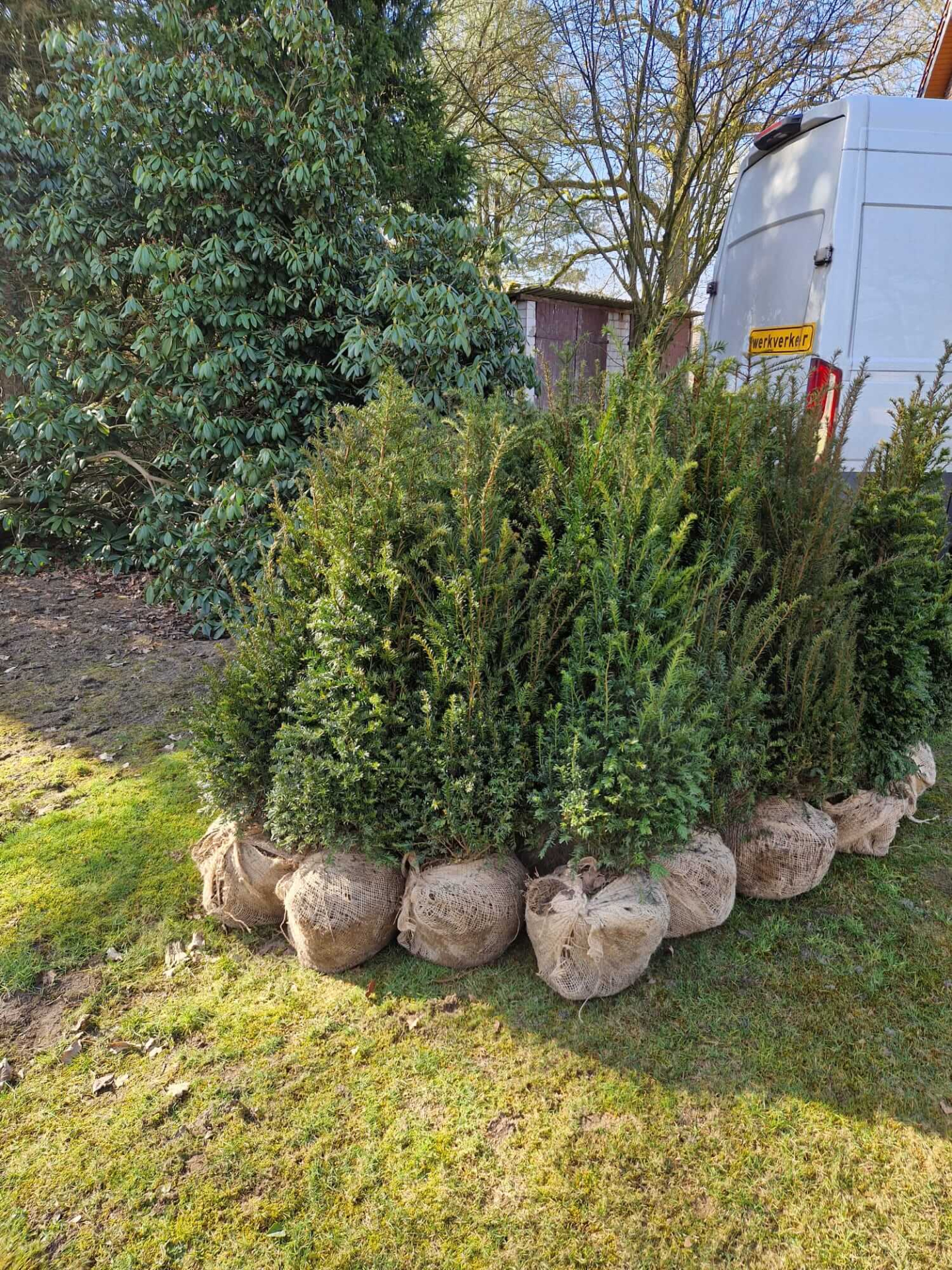 Heimische Eibe - Taxus baccata 100-120 cm