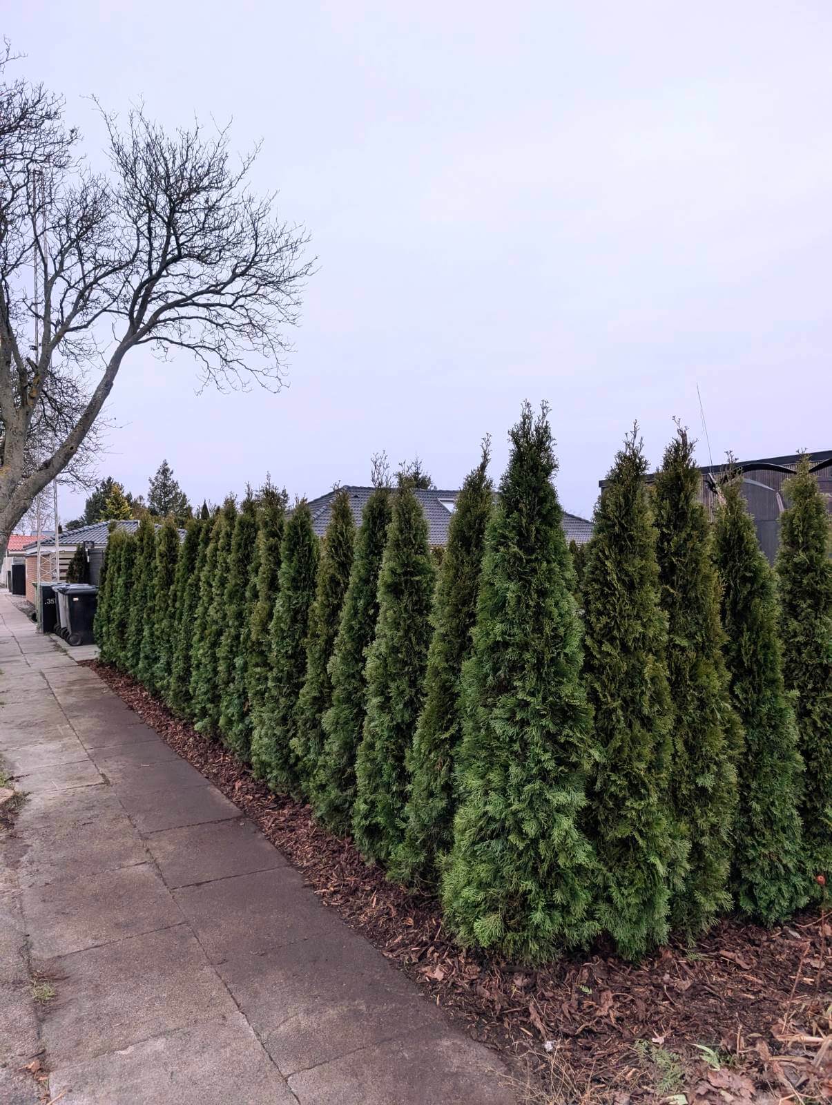 Thuja Smaragd Raum Kopenhagen Dänemark