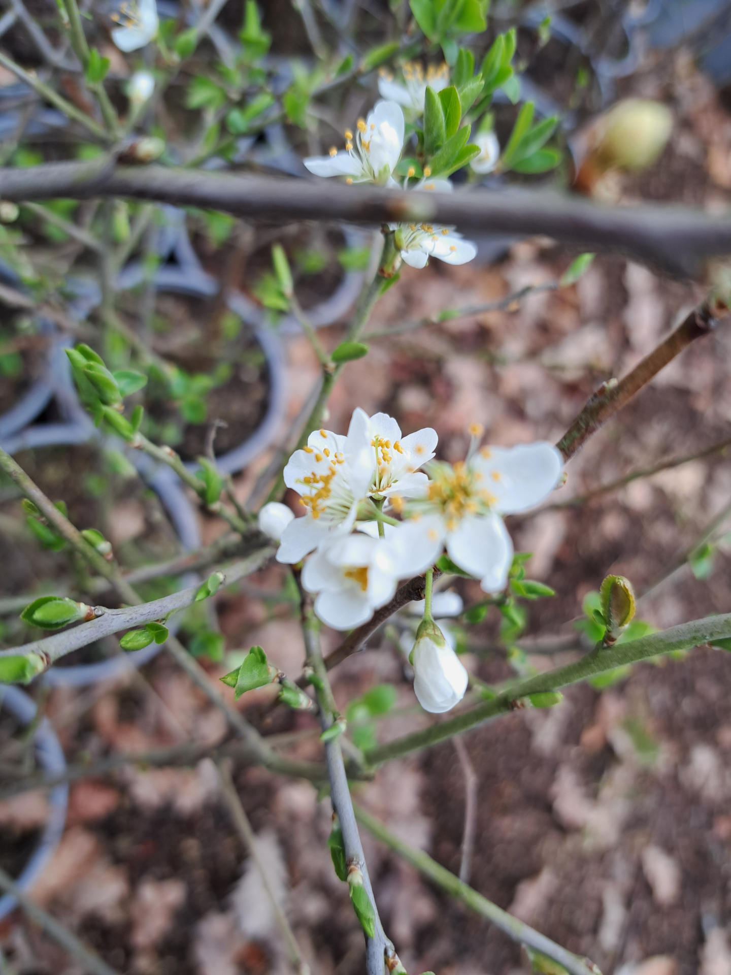 Blüte Schlehe