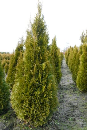 Hellbraun/leichtgelbe Verfärbung Thuja Smaragd im Winter