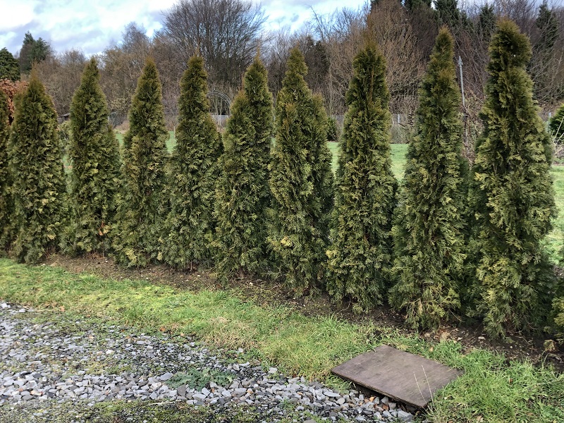 Thuja Smaragd verfärbt im Winter