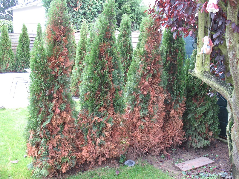 Thuja Smaragd, (un)empfindlich gegen Krankheiten und Trockenheit?