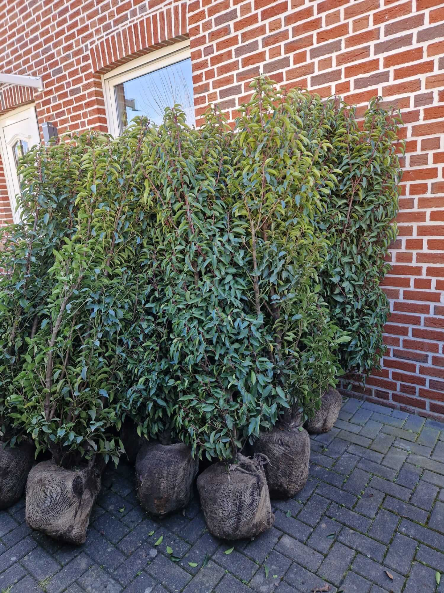 Prunus lusitanica Angustifolia 180-200 cm