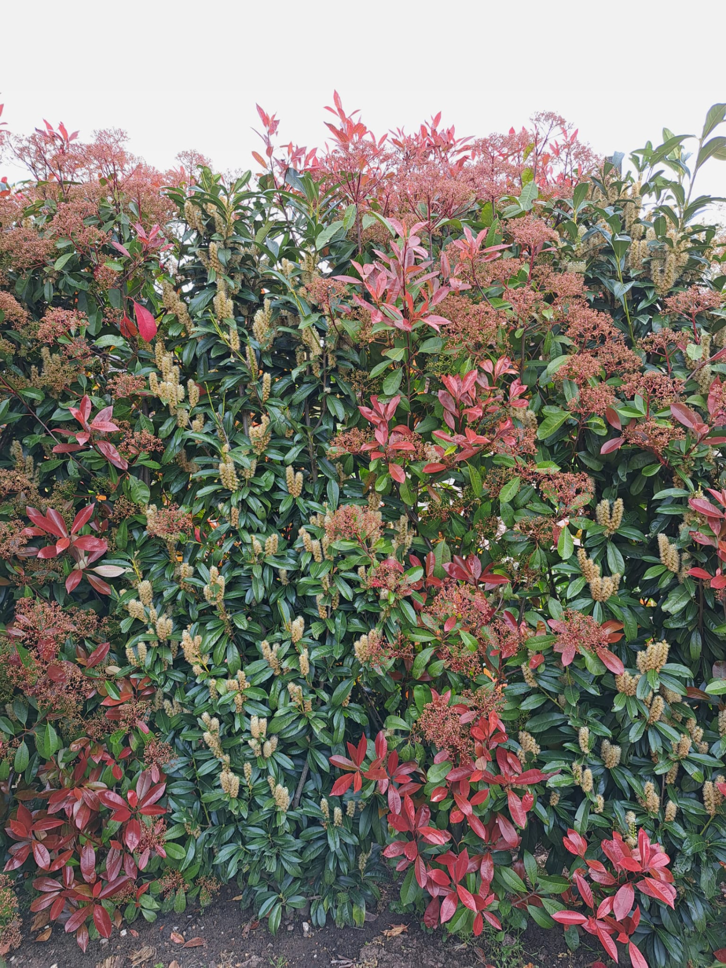 Hecke aus Kirschlorbeer Genolia und Glanzmispel Red Robin