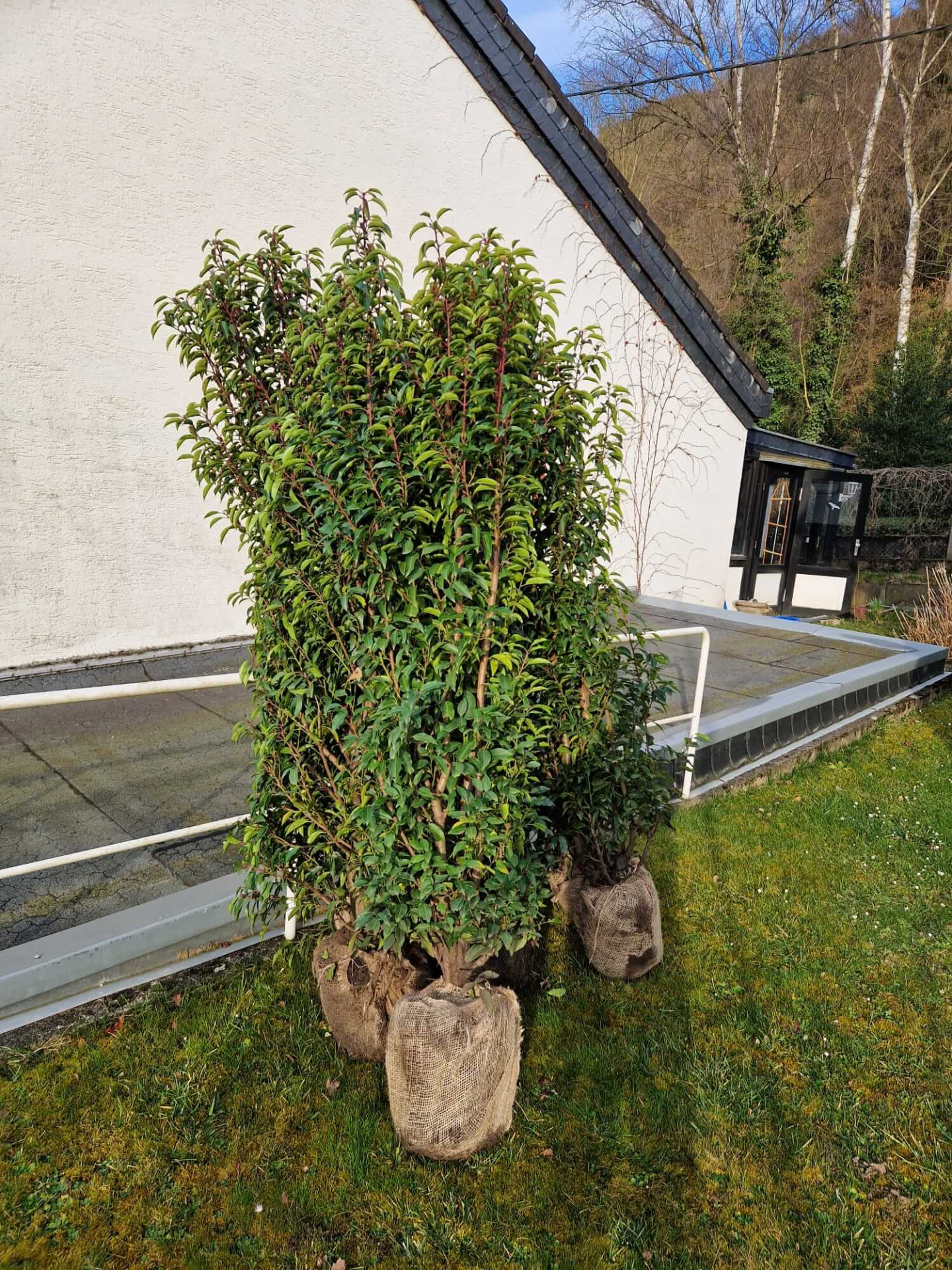 Prunus lusitanica Angustifolia - portugiesische Lorbeerkirsche