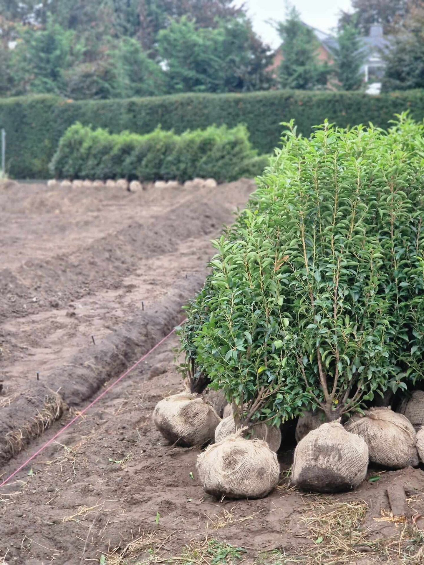 Lieferung portugiesischer Kirschlorbeer NRW