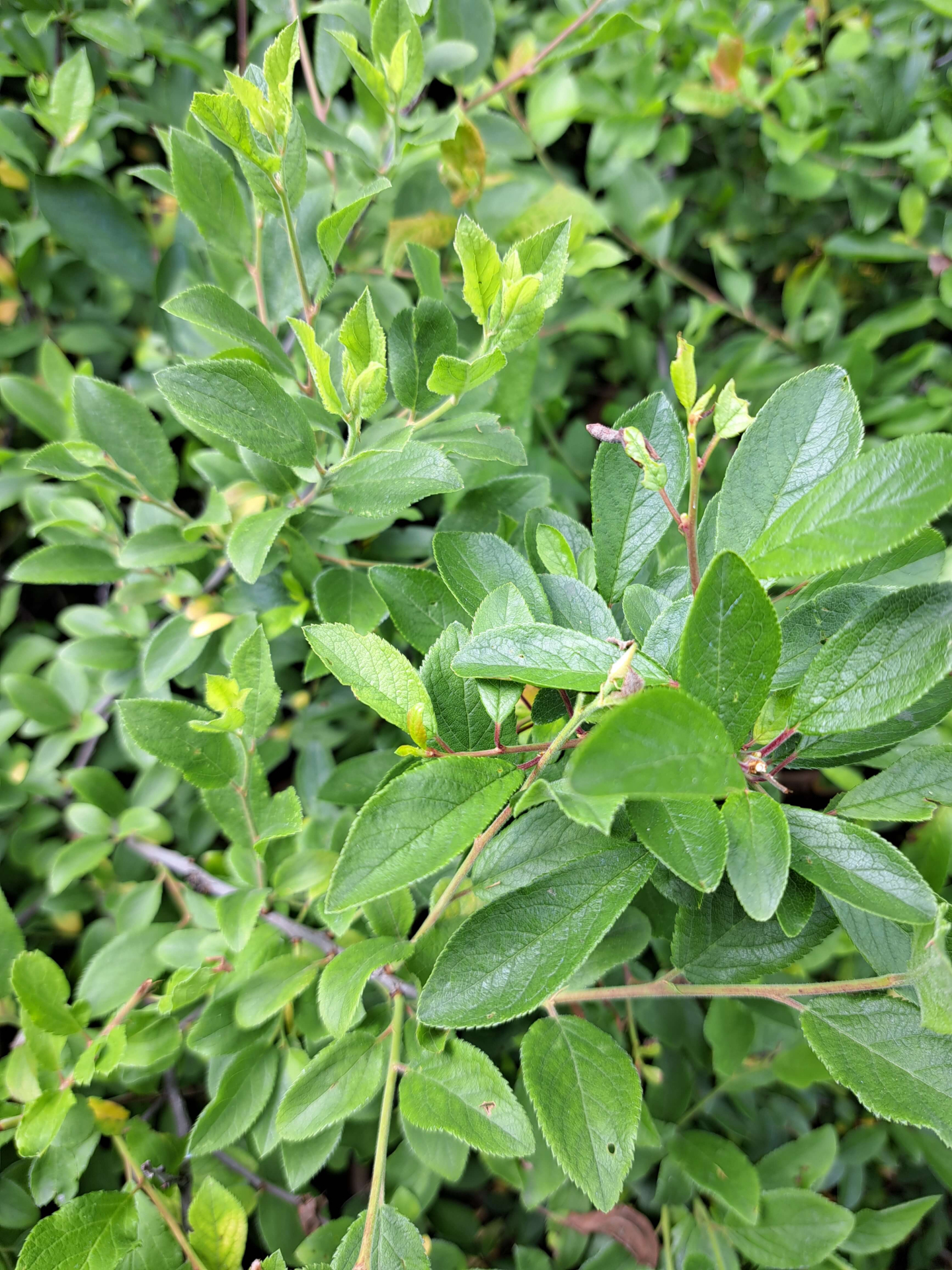 Prunus spinosa Blatt