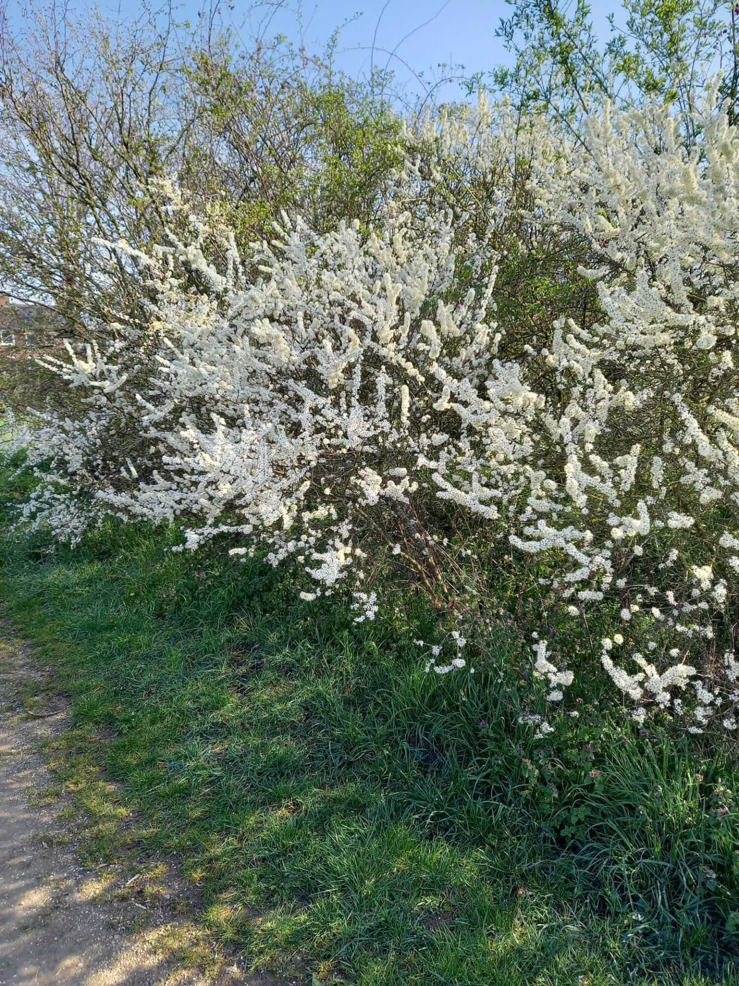 Blühende Schlehe - Schlehdorn im März